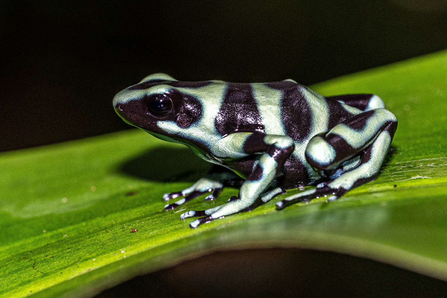 The colour pattern of a Green-and-black Poison Dart Frog is highly variable, almost like a fingerprint (image by Oliver Krueger)