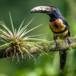 Collared Aracari and an epiphyte (image by Oliver Krueger)