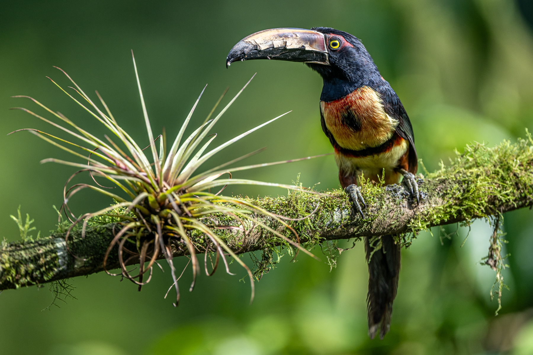 Collared Aracari and an epiphyte (image by Oliver Krueger)