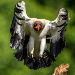 The stare of a King Vulture as it approaches a perch (image by Oliver Krueger)