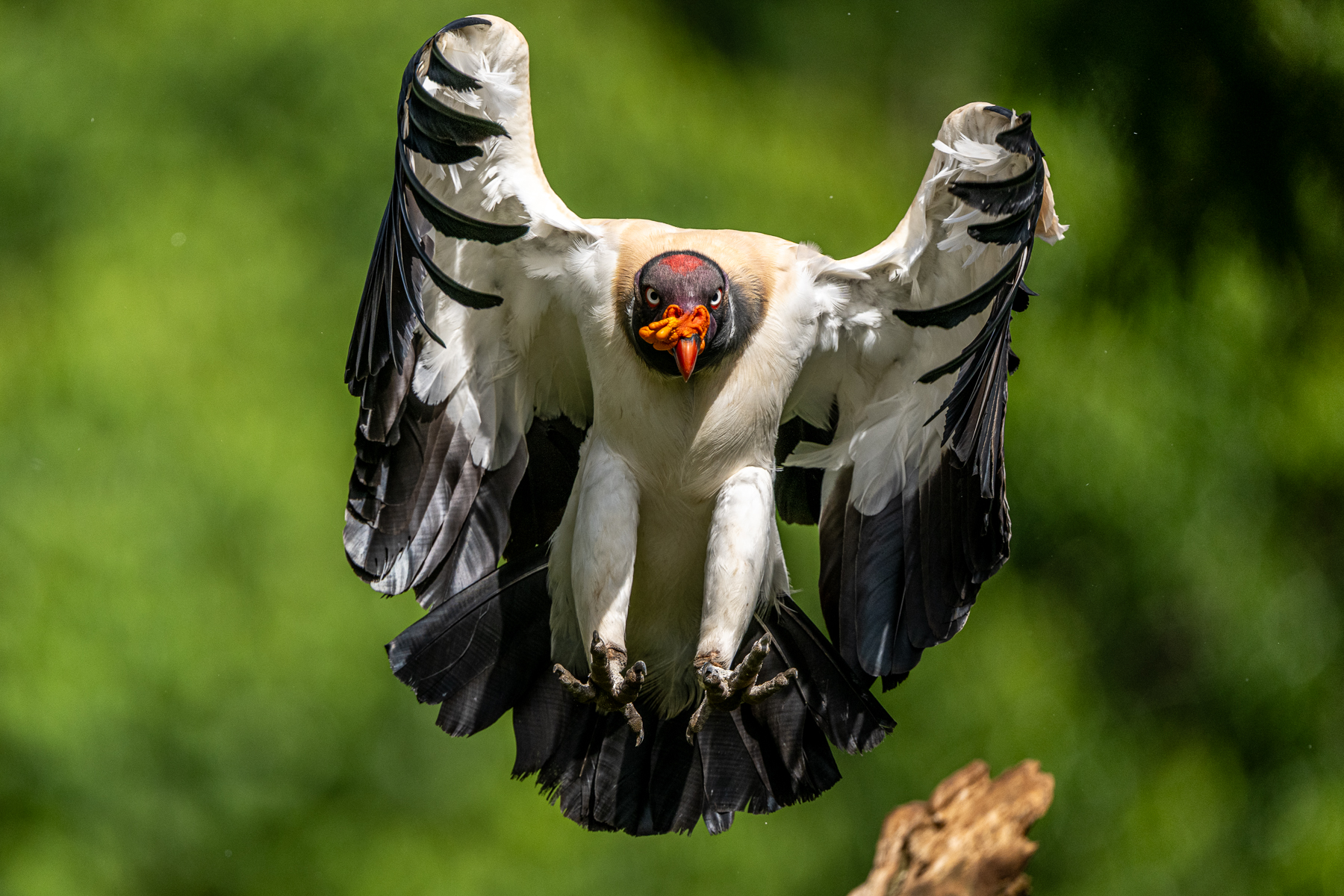 The stare of a King Vulture as it approaches a perch (image by Oliver Krueger)