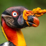 King Vulture heads are the most colourful of any vulture species (image by Oliver Krueger)