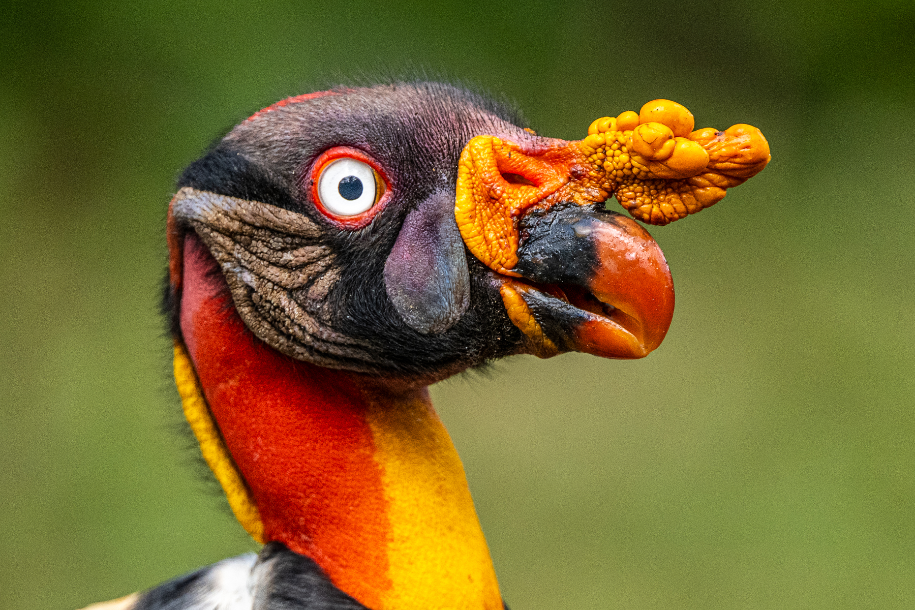King Vulture heads are the most colourful of any vulture species (image by Oliver Krueger)