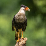 Tiny in comparison to the surrounding vultures, this Crested Caracara nevertheless eventually managed to obtain food (image by Oliver Krueger)
