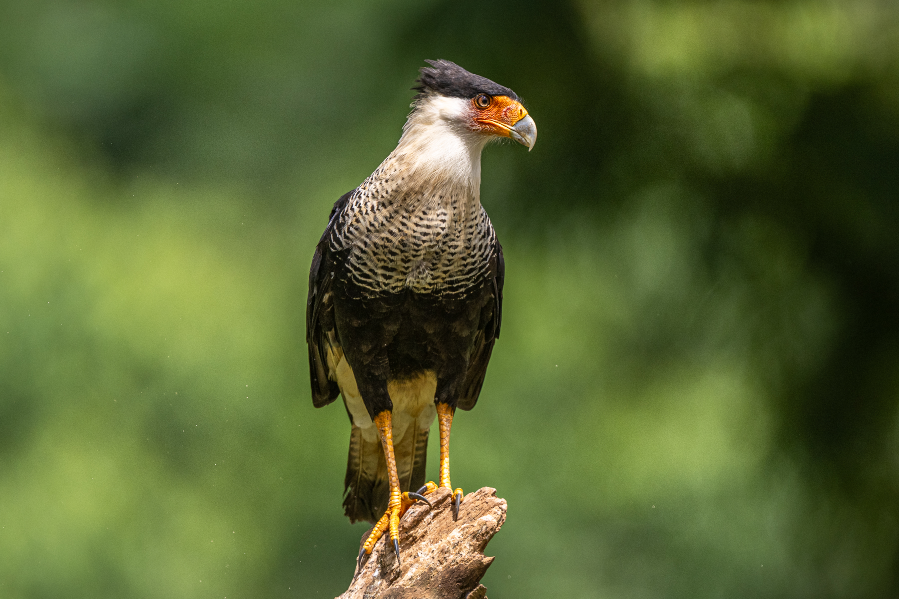 Tiny in comparison to the surrounding vultures, this Crested Caracara nevertheless eventually managed to obtain food (image by Oliver Krueger)