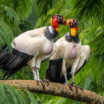 With their crops full, two King Vultures indulge in social grooming (image by Oliver Krueger)