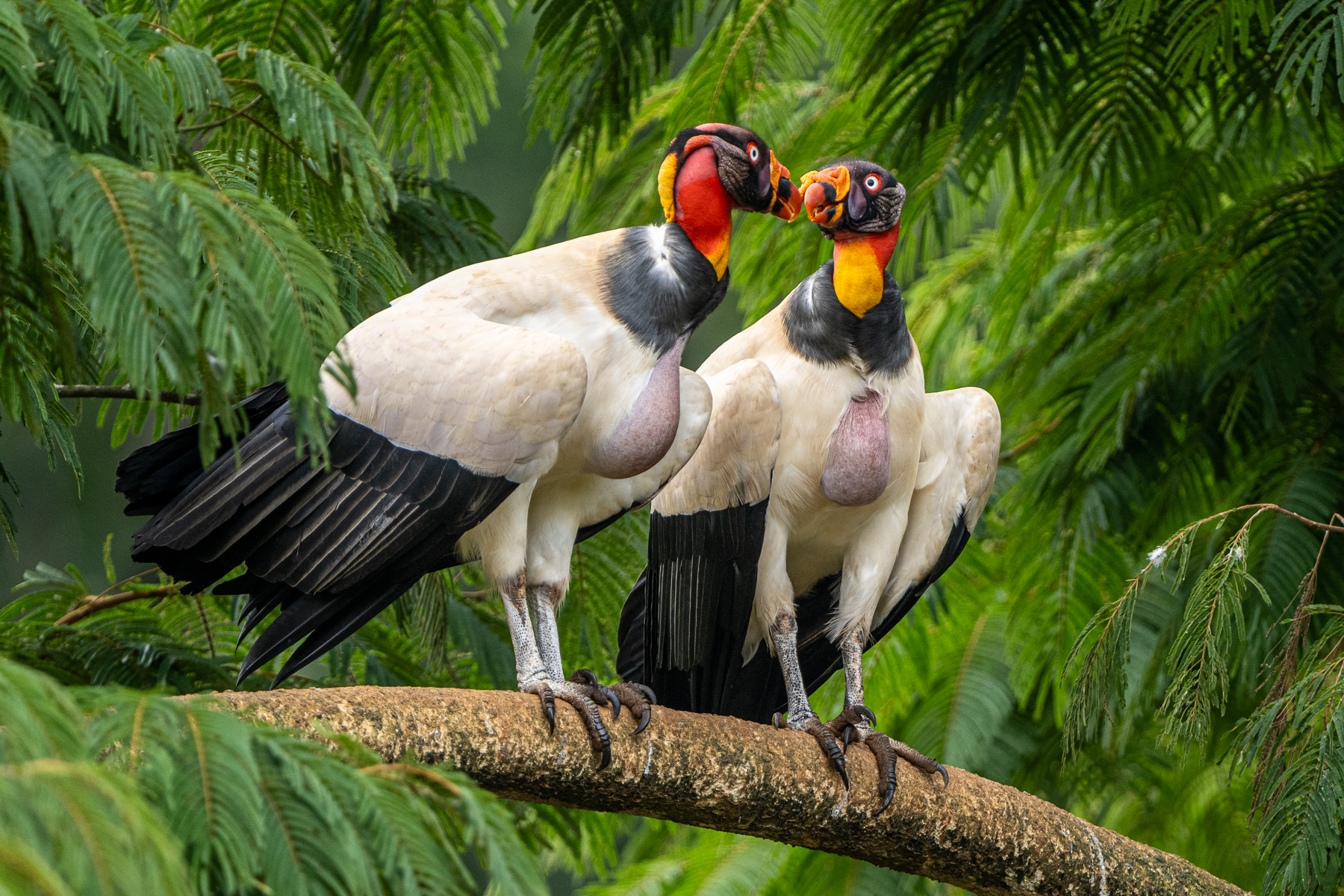 With their crops full, two King Vultures indulge in social grooming (image by Oliver Krueger)