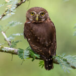 At a mere 16-17 cm and 50 g weight, Central American Pygmy Owls are tiny (image by Oliver Krueger)
