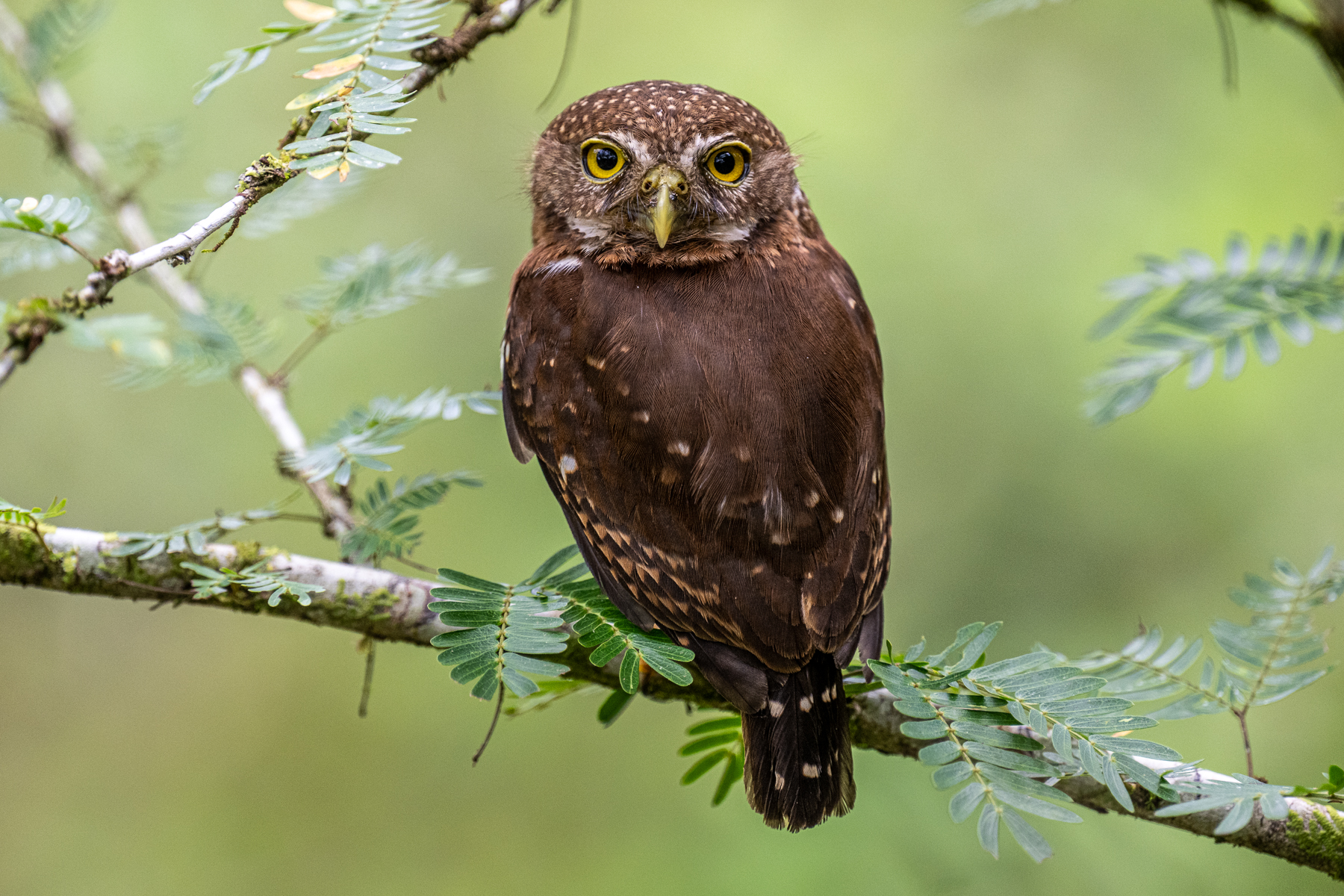 At a mere 16-17 cm and 50 g weight, Central American Pygmy Owls are tiny (image by Oliver Krueger)