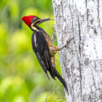Lineated Woodpecker female exposing its tough tongue (image by Oliver Krueger)