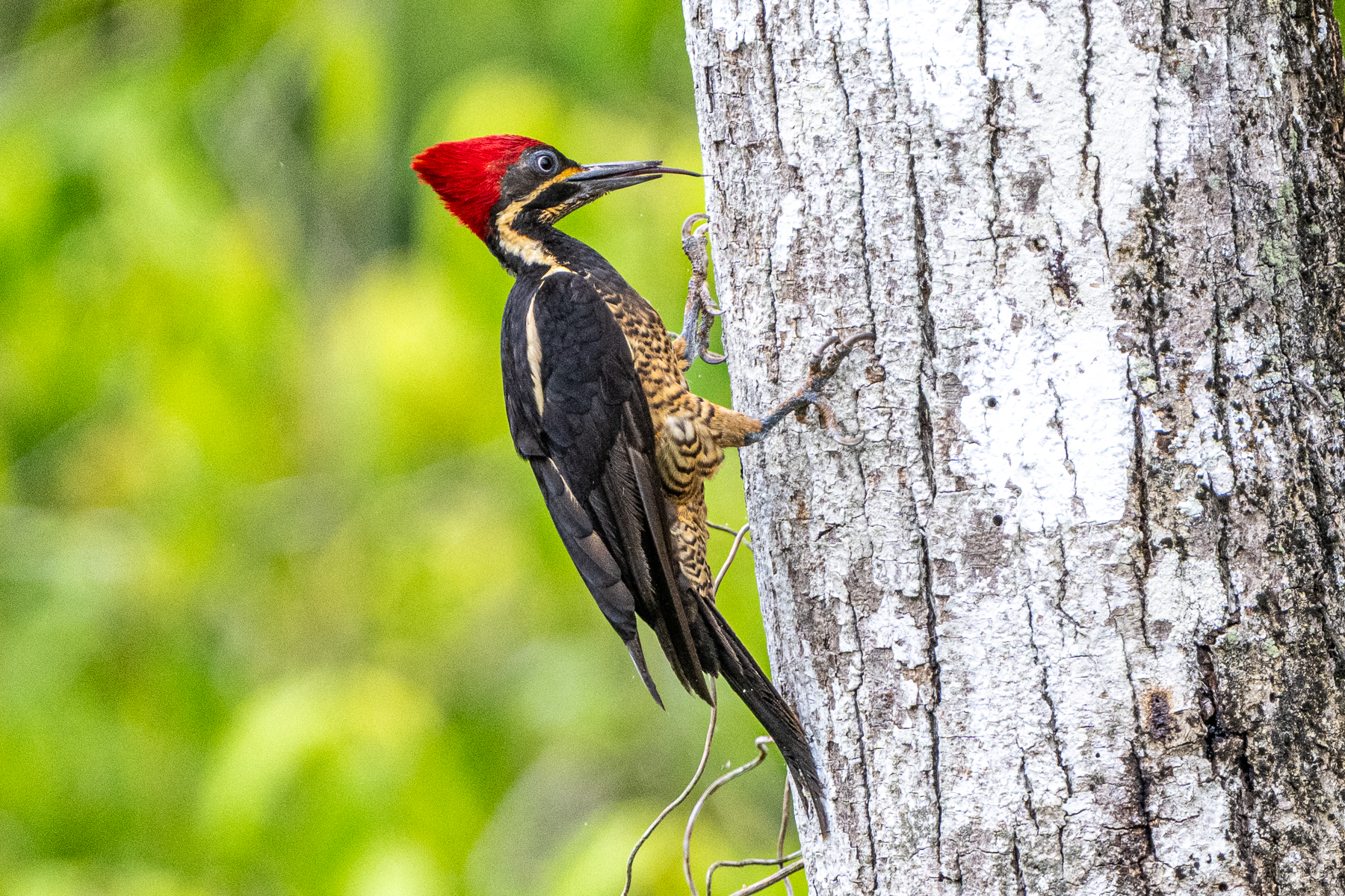 Lineated Woodpecker female exposing its tough tongue (image by Oliver Krueger)