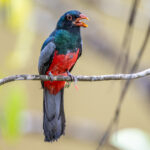 Slaty-tailed Trogons are not as splendid as their more famous relatives, but still beautiful (image by Oliver Krueger)