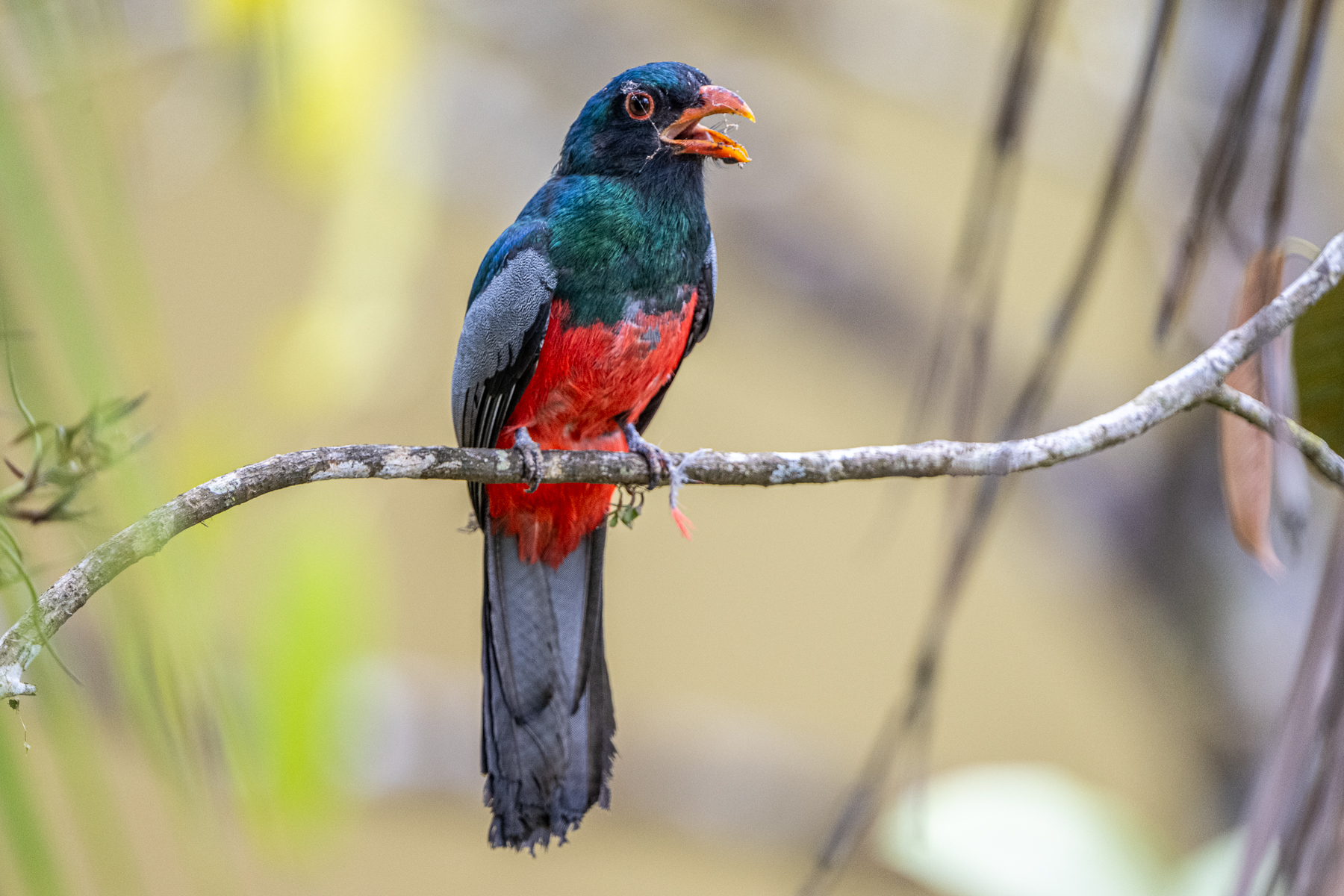 Slaty-tailed Trogons are not as splendid as their more famous relatives, but still beautiful (image by Oliver Krueger)