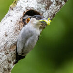 Raising a family is relentless work, also for a Black-crowned Tityra male (image by Oliver Krueger)