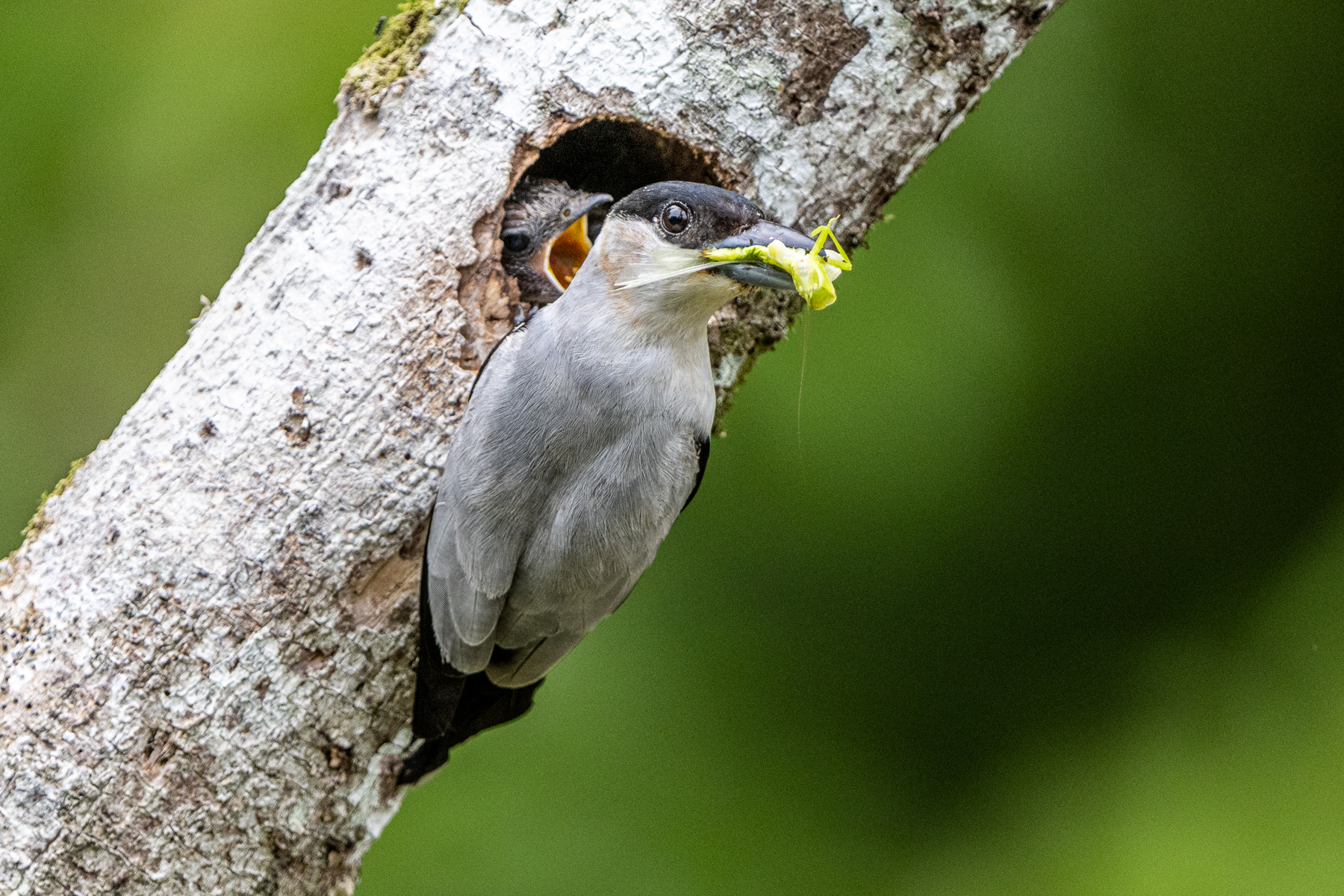 Raising a family is relentless work, also for a Black-crowned Tityra male (image by Oliver Krueger)