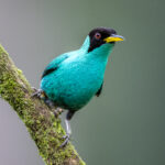Portrait of a stunning Green Honeycreeper (image by Oliver Krueger)