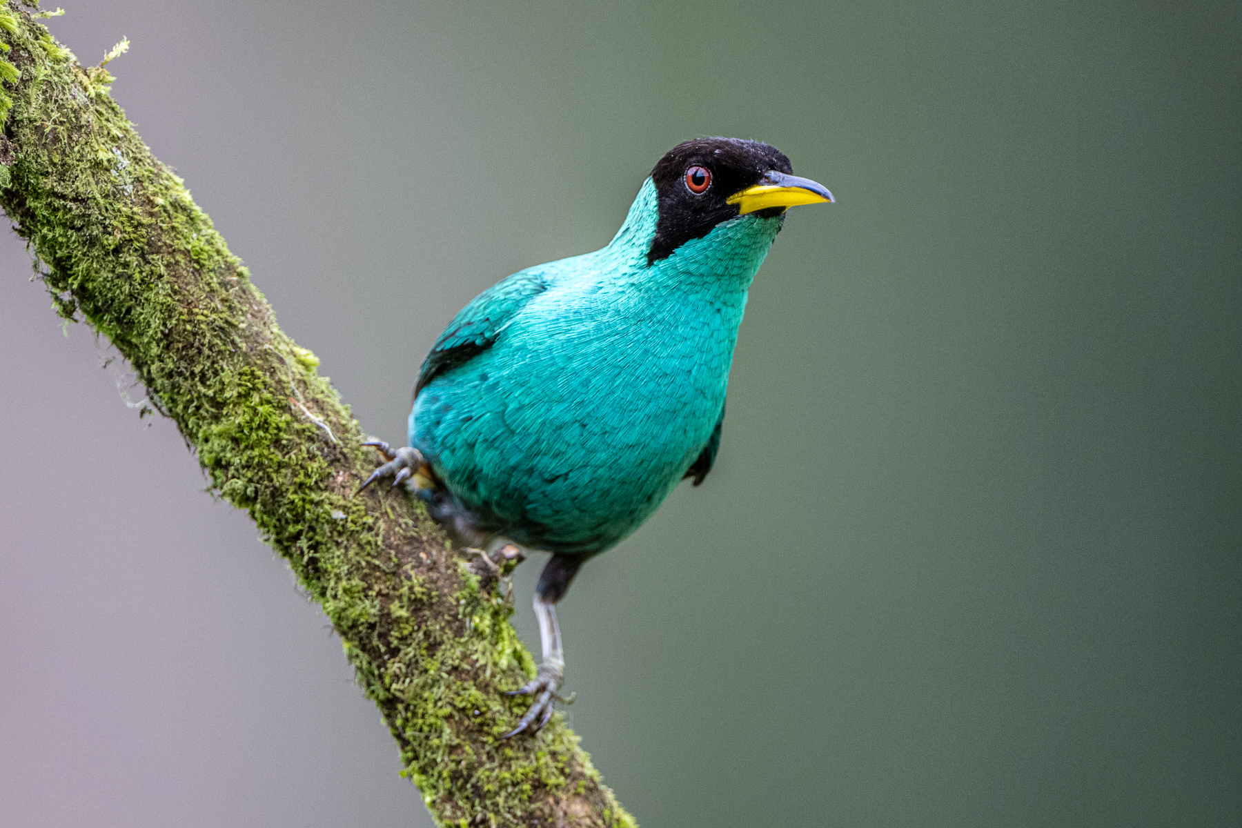 Portrait of a stunning Green Honeycreeper (image by Oliver Krueger)