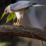 A Shikra devours what's left of its lizard prey in the jungle of India's Tadoba National Park. Shikras are known to be secretive but highly skilled ambush hunters, with a long banded tail which helps them to navigate quickly through trees (image by Virginia Wilde)