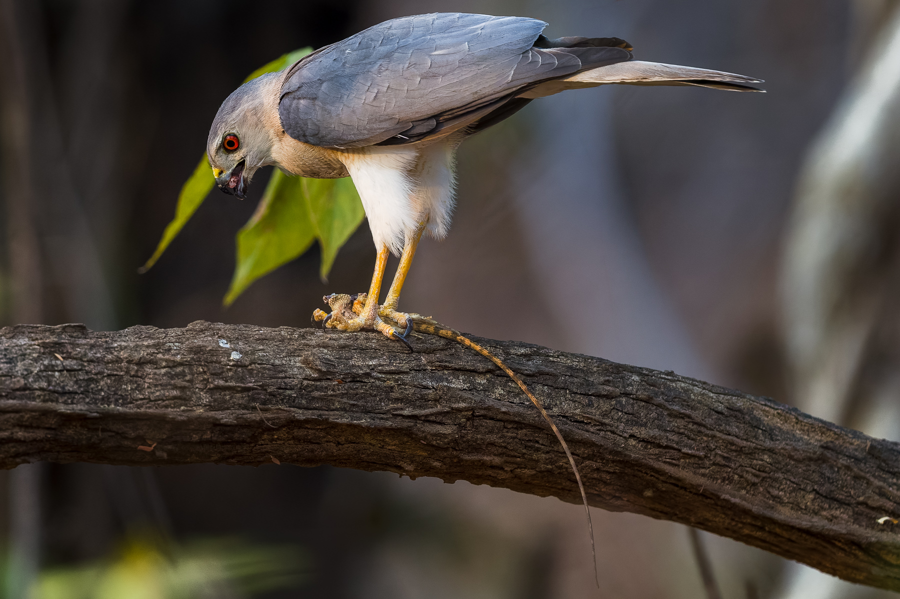 A Shikra devours what's left of its lizard prey in the jungle of India's Tadoba National Park. Shikras are known to be secretive but highly skilled ambush hunters, with a long banded tail which helps them to navigate quickly through trees (image by Virginia Wilde)