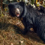 'Hold tight little one!' A mama Sloth Bear - the inspiration for Baloo in Rudyard Kipling's 'The Jungle Book' - emerges from the vegetation to sup from a pool, with her youngster in tow (image by Virginia Wilde)