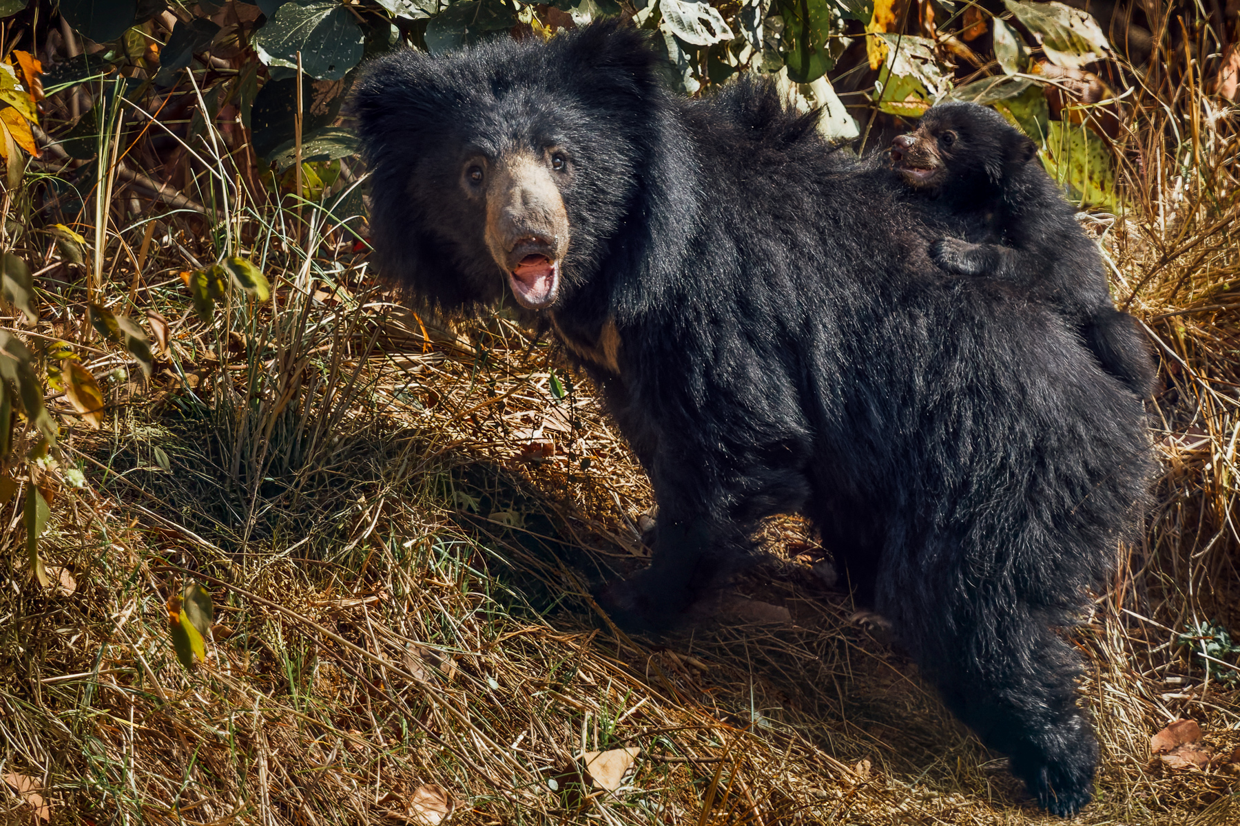 'Hold tight little one!' A mama Sloth Bear - the inspiration for Baloo in Rudyard Kipling's 'The Jungle Book' - emerges from the vegetation to sup from a pool, with her youngster in tow (image by Virginia Wilde)