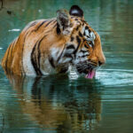Tigers are exceptional swimmers and frequently bask in rivers and lakes to regulate their body temperature in summer. Here, a young female tiger laps at the river in India's Tadoba National Park (image by Virginia Wilde)