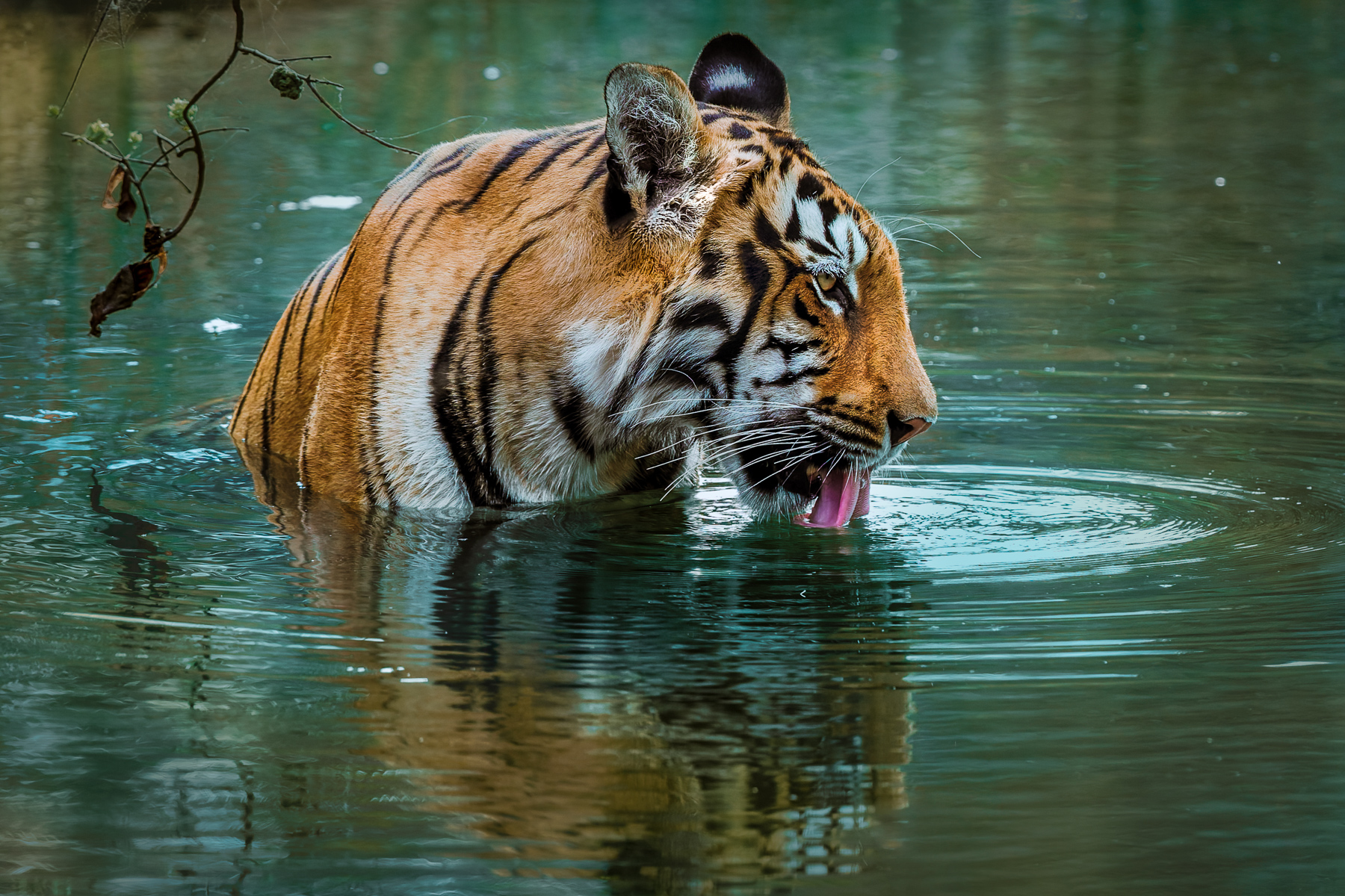 Tigers are exceptional swimmers and frequently bask in rivers and lakes to regulate their body temperature in summer. Here, a young female tiger laps at the river in India's Tadoba National Park (image by Virginia Wilde)