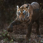 Mud is incredibly cooling in the heat of the Indian day, but can be messy and sticky, as this juvenile tiger is fully aware (image by Virginia Wilde)