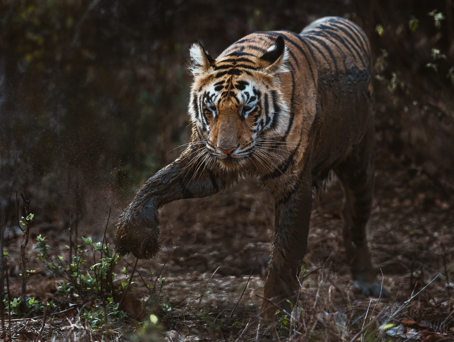 Mud is incredibly cooling in the heat of the Indian day, but can be messy and sticky, as this juvenile tiger is fully aware (image by Virginia Wilde)