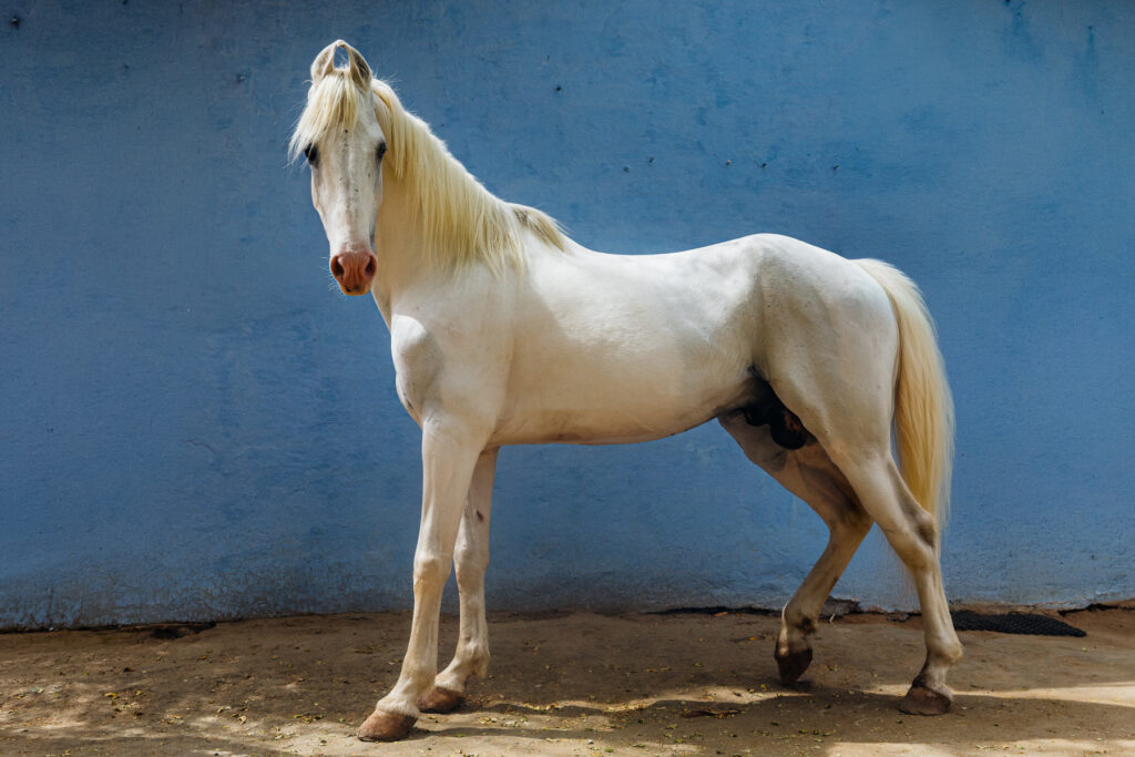Portrait of an iconic Marwari horse stallion - showing the distinctive inward-curving ears, for which this rare Indian breed is renowned (image by Virginia Wilde)
