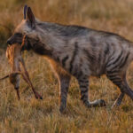antelope calf in the grasslands of India's Blackbuck National Park. Whether hidden by its mother, or left behind due to frailty or stillbirth, the calf was carried back to the nursing hyena's den, to feed her own cubs (image by Virginia Wilde)
