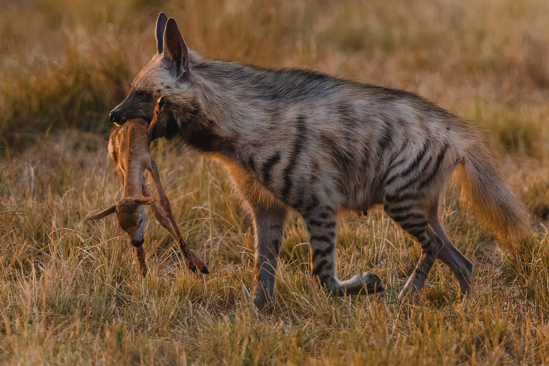 antelope calf in the grasslands of India's Blackbuck National Park. Whether hidden by its mother, or left behind due to frailty or stillbirth, the calf was carried back to the nursing hyena's den, to feed her own cubs (image by Virginia Wilde)