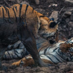 Matriach tiger 'Collawali' tenderly greets one of her subadult daughters, before returning to her mud bath to escape the heat of the late afternoon sun, in India's Tadoba National Park (image by Virginia Wilde)