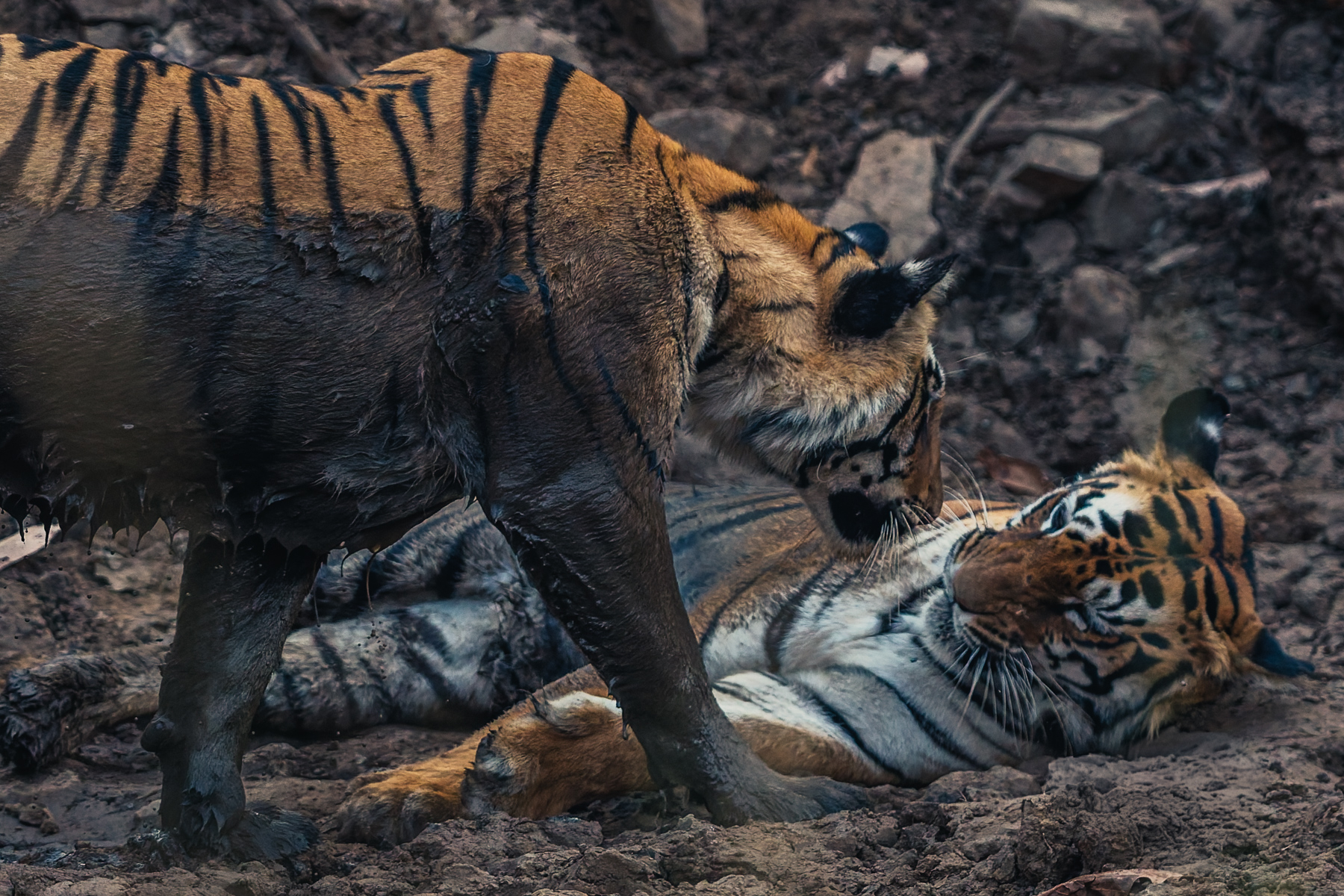 Matriach tiger 'Collawali' tenderly greets one of her subadult daughters, before returning to her mud bath to escape the heat of the late afternoon sun, in India's Tadoba National Park (image by Virginia Wilde)