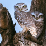 Two Spotted Owlets nestle together in their favourite roosting tree in the grounds of the Blackbuck Lodge, in India's Gujarat state (image by Virginia Wilde)