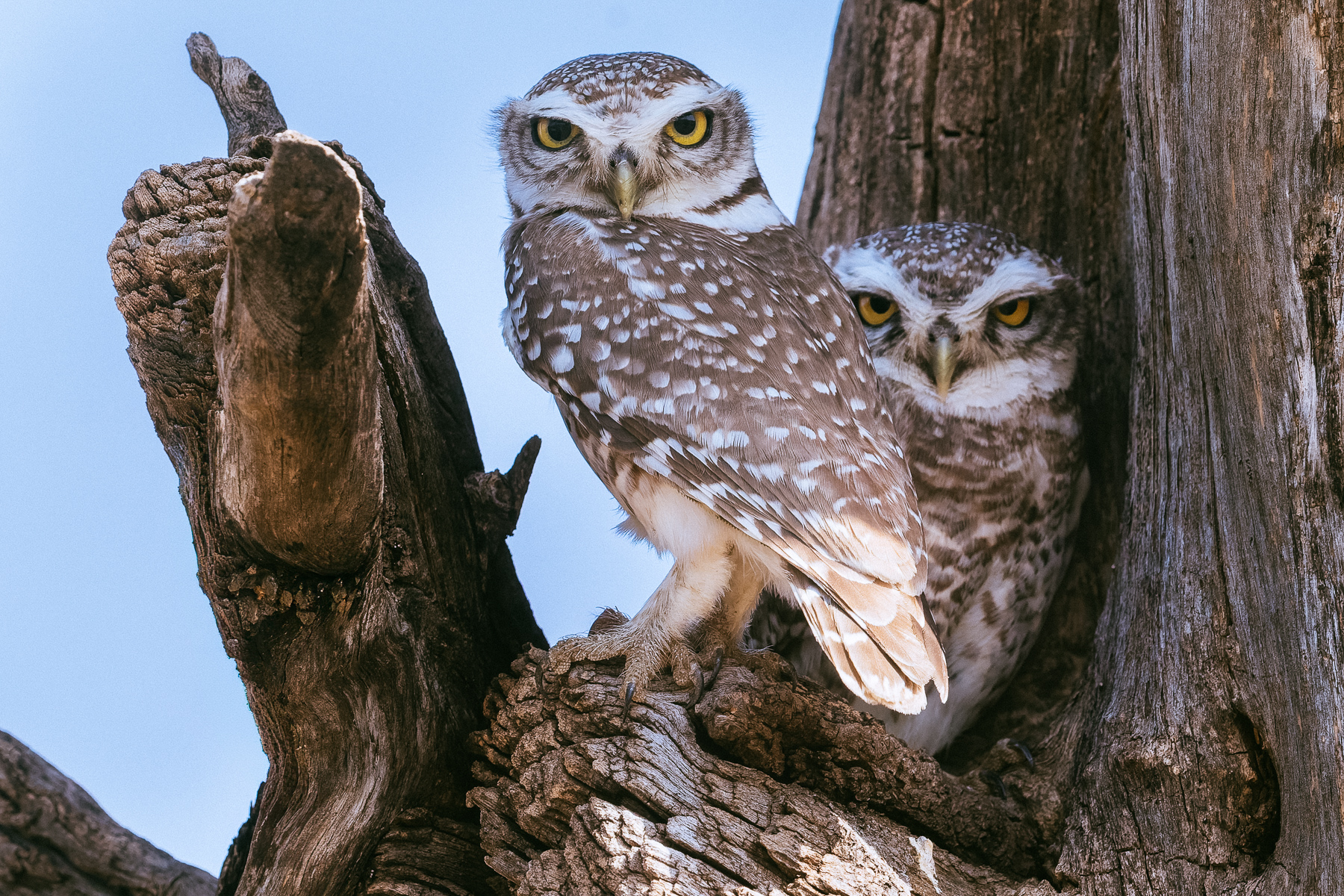 Two Spotted Owlets nestle together in their favourite roosting tree in the grounds of the Blackbuck Lodge, in India's Gujarat state (image by Virginia Wilde)