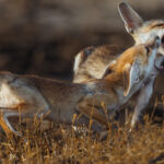 What's the point of being a Desert Fox cub if you can't playfight? Right? (image by Virginia Wilde)