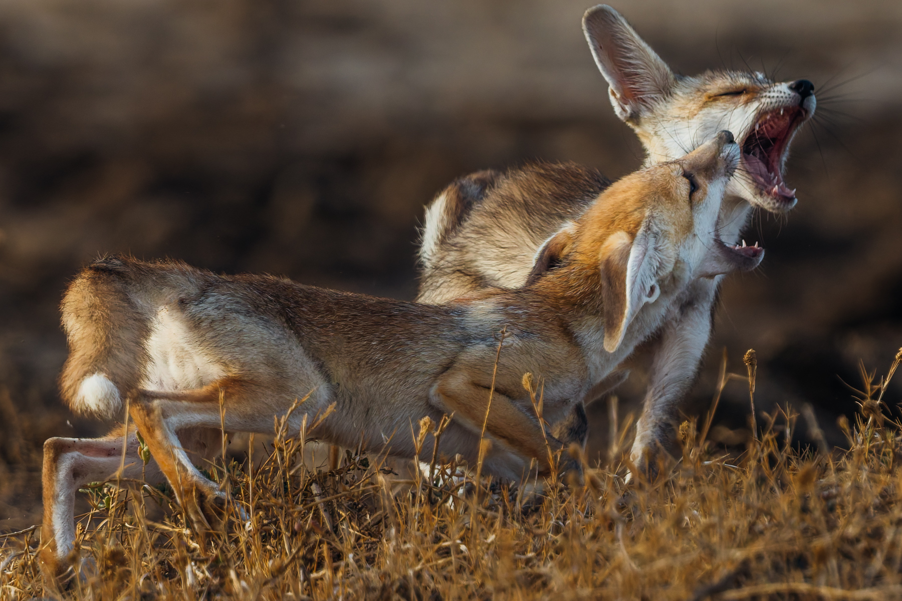 What's the point of being a Desert Fox cub if you can't playfight? Right? (image by Virginia Wilde)