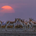 A small herd of Indian Wild Ass in the blush of a beautiful Indian sunset (image by Virginia Wilde)