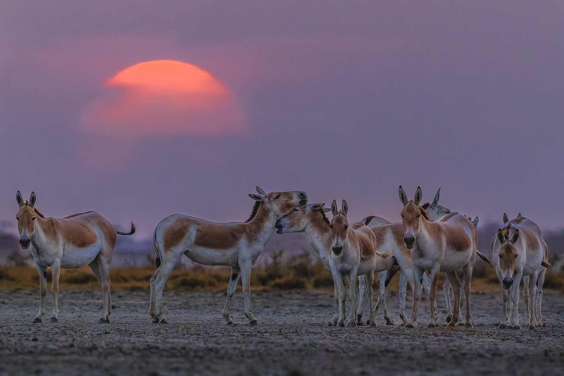 A small herd of Indian Wild Ass in the blush of a beautiful Indian sunset (image by Virginia Wilde)