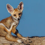 A month-old Desert Fox cub gives himself a good scratch, before scampering around his den in the saline desert of India's Little Rann of Kutch (image by Virginia Wilde)