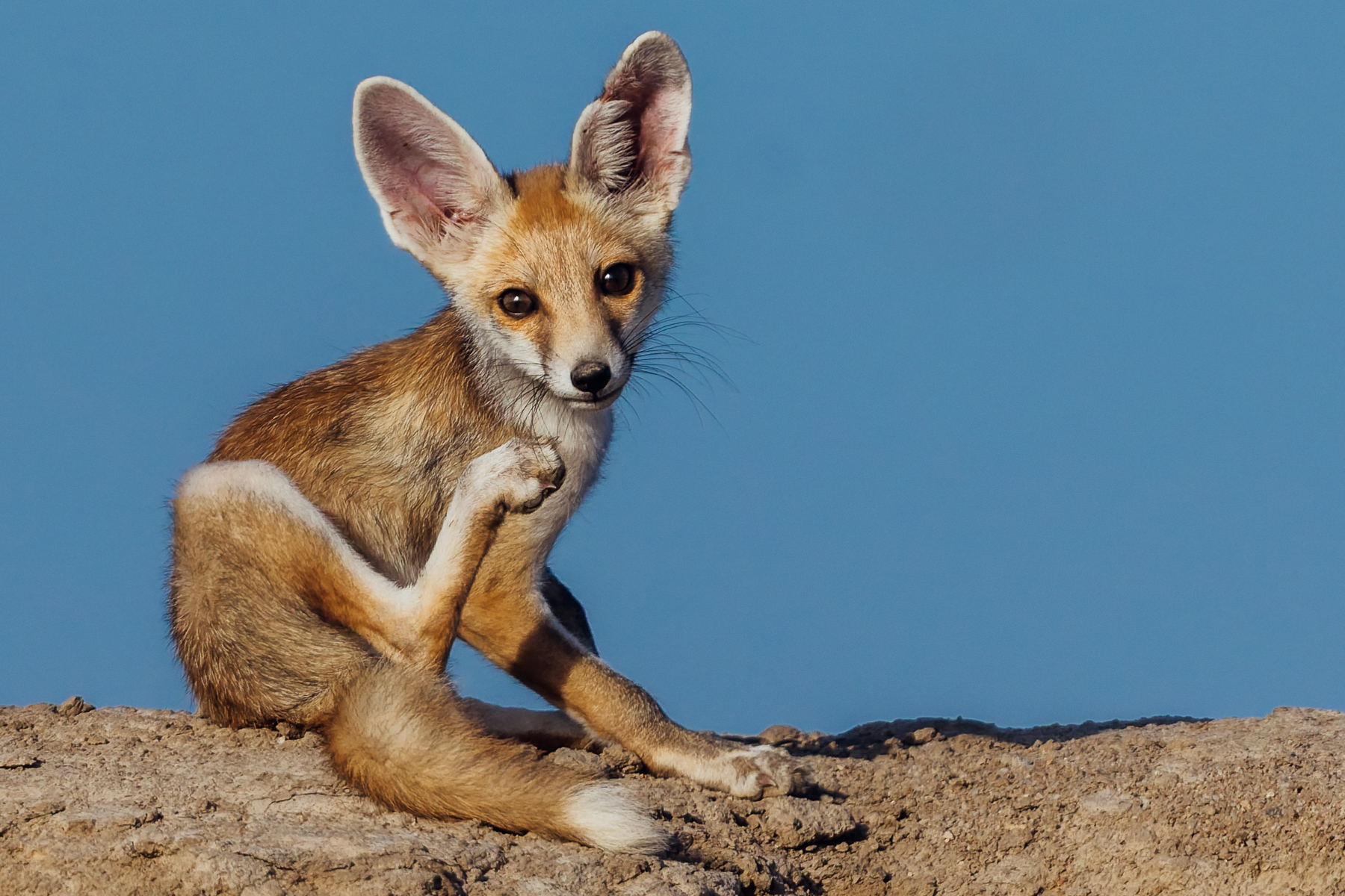 A month-old Desert Fox cub gives himself a good scratch, before scampering around his den in the saline desert of India's Little Rann of Kutch (image by Virginia Wilde)