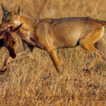 In a rather grisly image, an Indian Wolf carries the head of her antelope prey - as her portion of her pack's recent kill. With fewer than 3,000 individuals left in the wild, Indian Wolves are considered one of the world's most endangered and distinct wolf populations (image by Virginia Wilde)