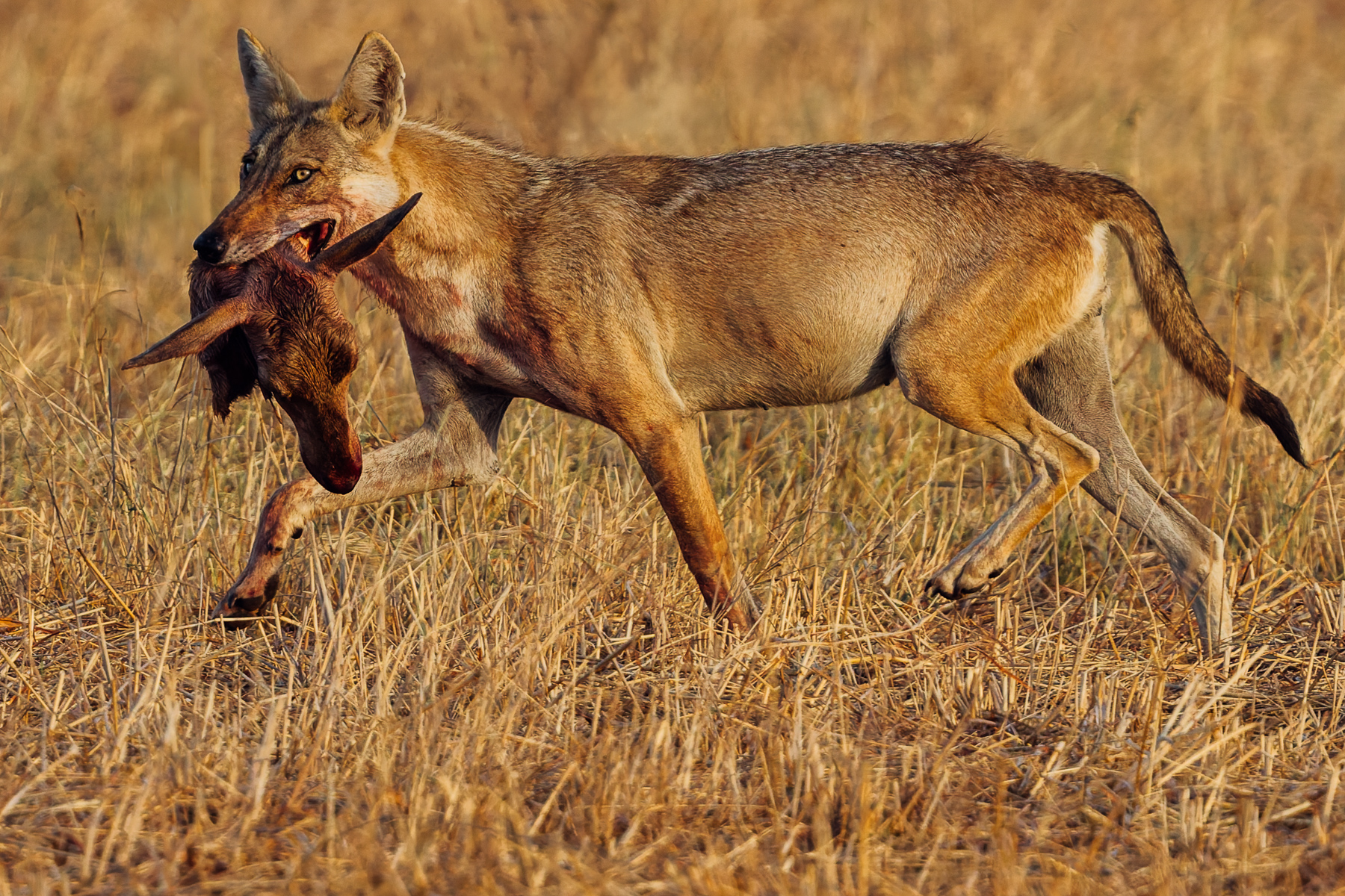 In a rather grisly image, an Indian Wolf carries the head of her antelope prey - as her portion of her pack's recent kill. With fewer than 3,000 individuals left in the wild, Indian Wolves are considered one of the world's most endangered and distinct wolf populations (image by Virginia Wilde)
