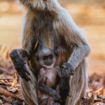 This adorable Northern Plains Grey Langur infant - a species of primate also known as Sacred Langurs - poses contentedly in its mother’s lap, as assuredly as any human baby (image by Virginia Wilde)
