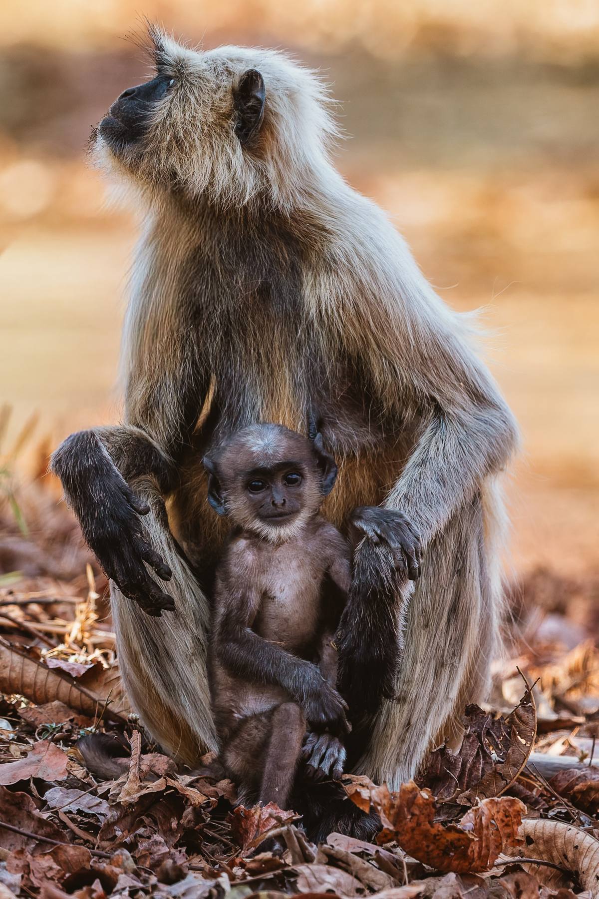 This adorable Northern Plains Grey Langur infant - a species of primate also known as Sacred Langurs - poses contentedly in its mother’s lap, as assuredly as any human baby (image by Virginia Wilde)