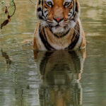Eye-to-eye with a young female tiger known as 'Kajri' - one of the prettiest Bengal Tigers in the Tadoba National Park, Maharashtra Province (image by Virginia Wilde)