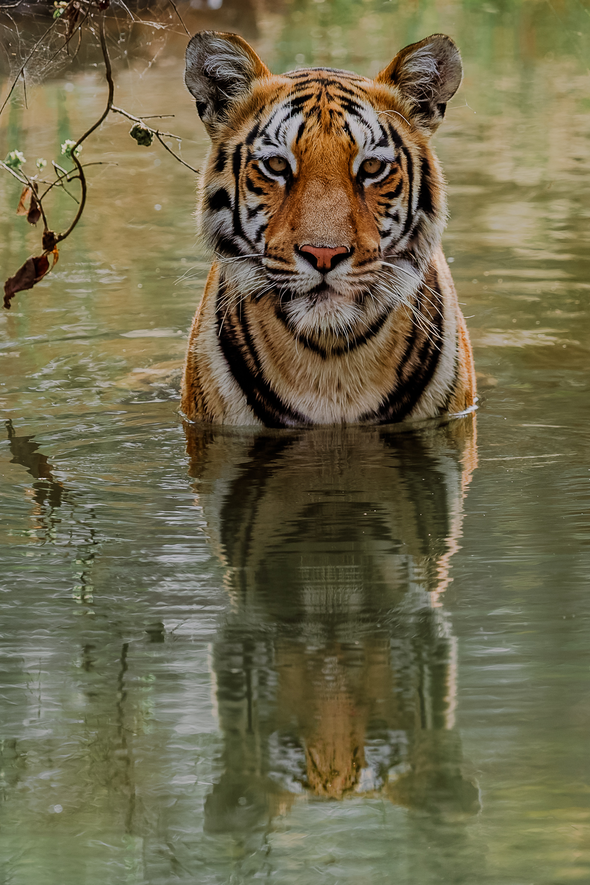 Eye-to-eye with a young female tiger known as 'Kajri' - one of the prettiest Bengal Tigers in the Tadoba National Park, Maharashtra Province (image by Virginia Wilde)