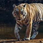An impressive male tiger - known as 'Collarwalla' emerges from the shadows and pads along the riverside in India's Tadoba National Park. The width of tigers' stripes has been shown to match the width of their territories' dominant vegetation, to aid in camouflage (image by Virginia Wilde)