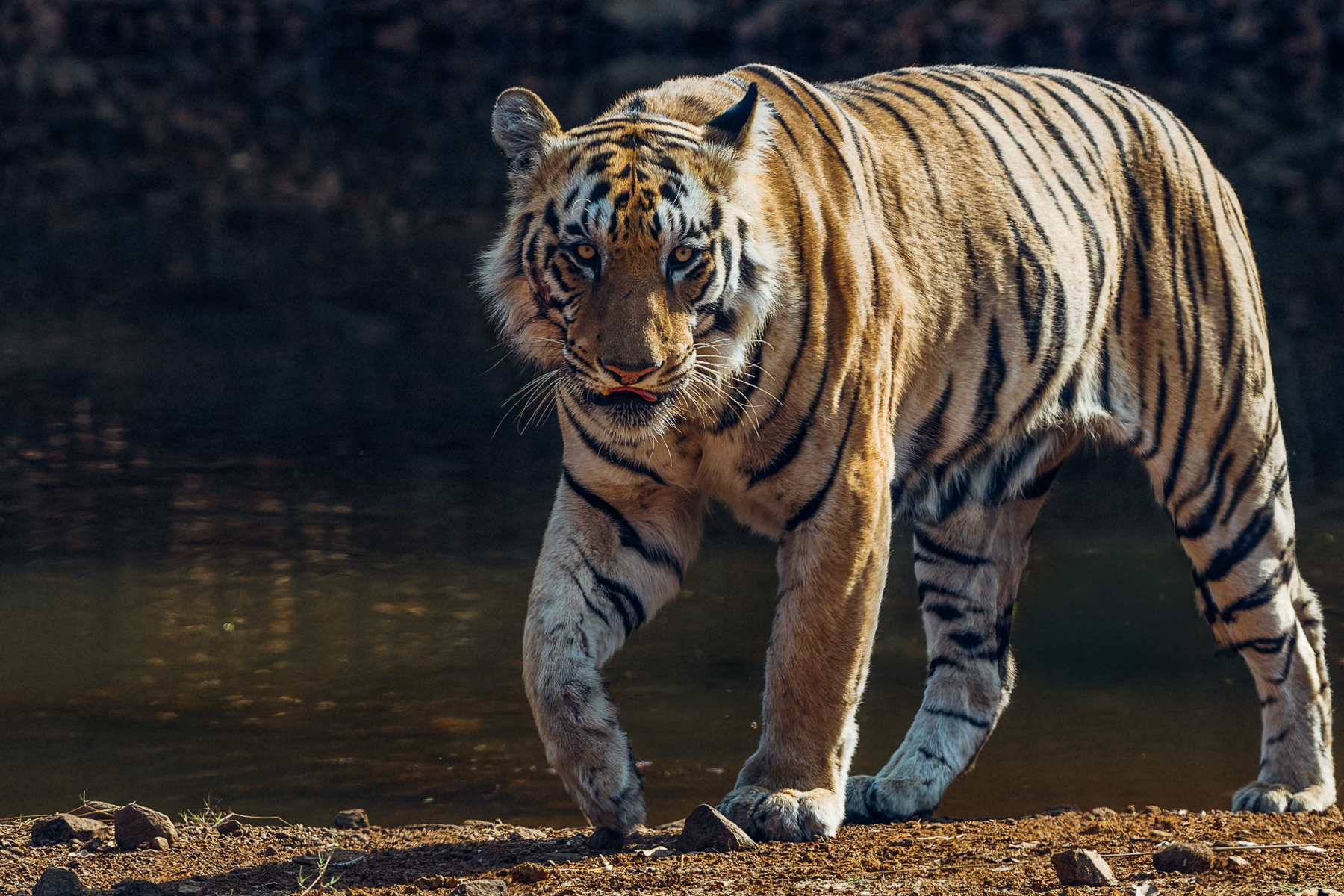 An impressive male tiger - known as 'Collarwalla' emerges from the shadows and pads along the riverside in India's Tadoba National Park. The width of tigers' stripes has been shown to match the width of their territories' dominant vegetation, to aid in camouflage (image by Virginia Wilde)